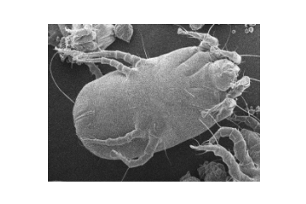 Společnost Dyson zveřejnila aktuální studii: Lidé po pandemii covidu-19 méně uklízejí