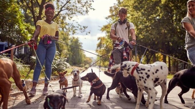 Živě: Jaká je Praha z pohledu ne/pejskařů?