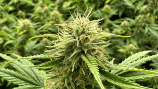 Konopí z jižních Čech, které letos putuje i do Saudské Arábie