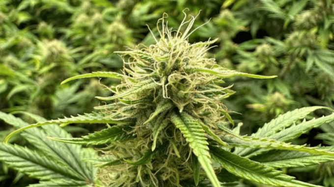 Konopí z jižních Čech, které letos putuje i do Saudské Arábie