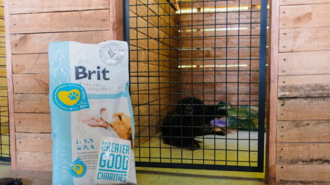 VAFO pomáhá opuštěným zvířatům doma i v zahraničí, firma letos rozdala přes 18 milionů korun