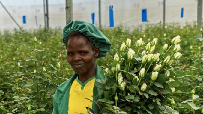 Africké fairtradové růže mají nižší dopady na životní prostředí než ty z evropských skleníků