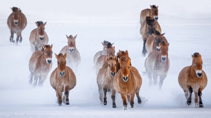 Živě: Zoo Praha k návratu koní Převalského do Kazachstánu