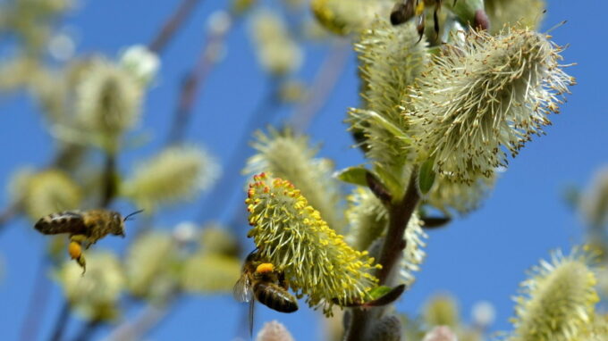 Pylová sezóna začíná: Jak efektivně omezit alergické reakce?