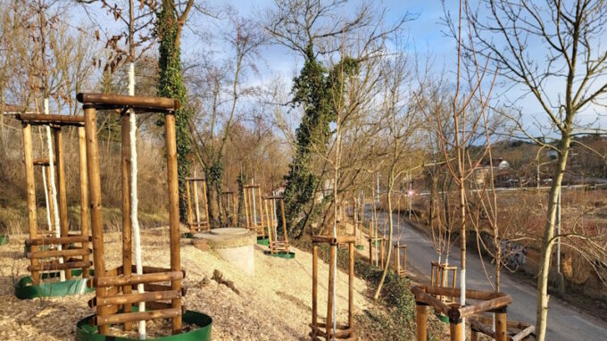 Zdiby vysadily přes 15 000 kusů stromů a keřů pro lepší vzduch