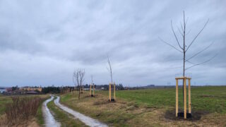 V Mělníku proběhla výsadba 1 000 dřevin proti špatnému ovzduší