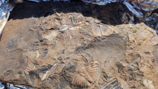 Dobrovolníci v Brně našli doposud nejstarší „odpad“