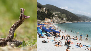 Zmije růžkatá / Chorvatsko