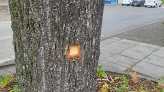 Střela, která minula Fica, skončila ve stromě