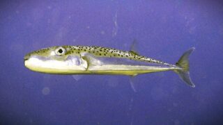 Čtverzubec stříbropásý