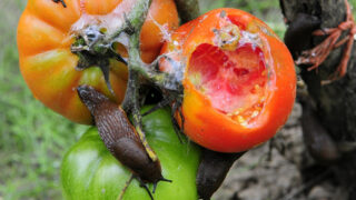 Slimák - Ilustrační snímek